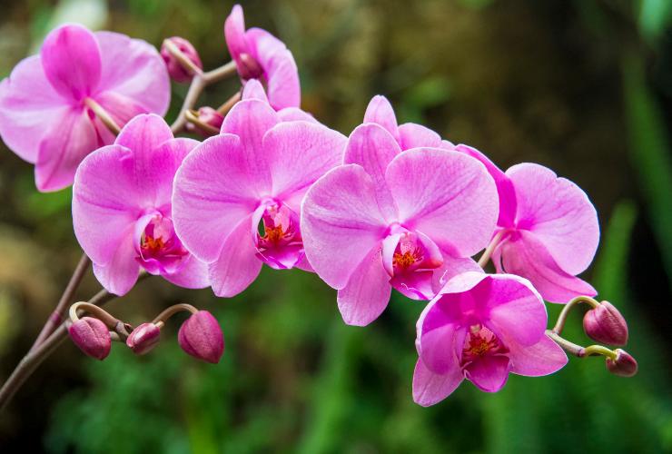 Fiore Orchidea