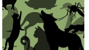 test visivo animali